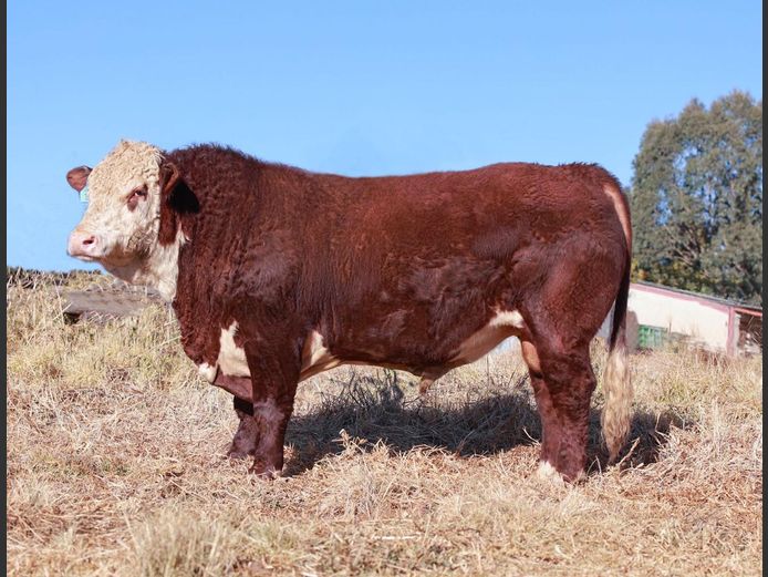 2203 | PIERREMONT HEREFORDS