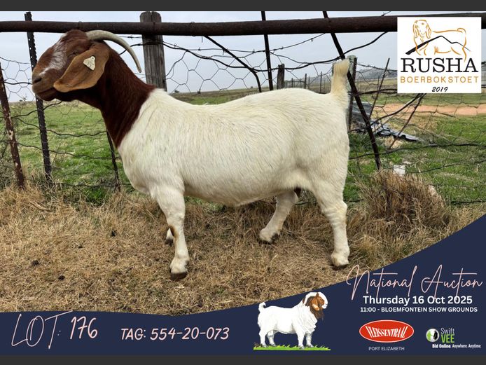 554-20-073 | Jannes du Toit (Rusha Boerbokstoet)