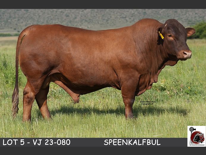 VJ  230080 | VAN JAARSVELD BONSMARAS