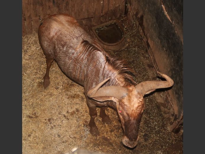 Goue Koning
 Wildebees