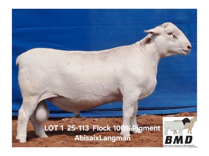 25-113 | BROER MARITZ DORPERS