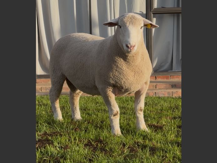 DH250132 | HEYMAN STUD FARM PTY LTD