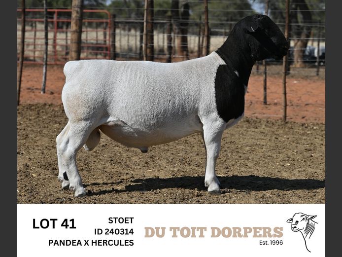 240314 | DU TOIT DORPERS
