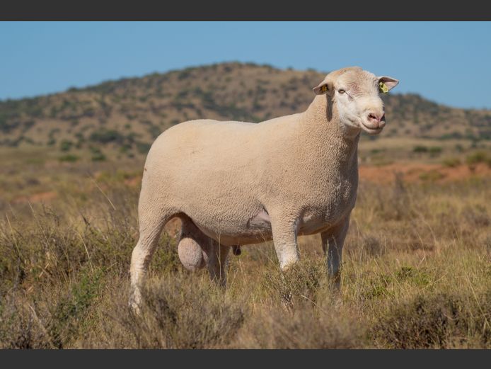 HE 240171 | EKSTEEN’S HATARI DORMER STUD