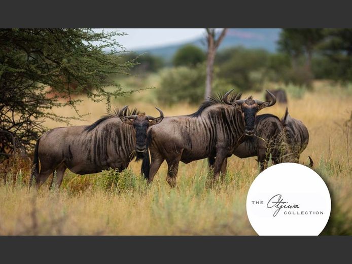 Blue Wildebeest Breeding | WATERBERG PLATO GAME BREEDERS