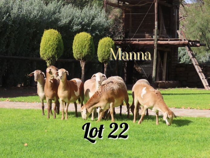 Ewes | Manna