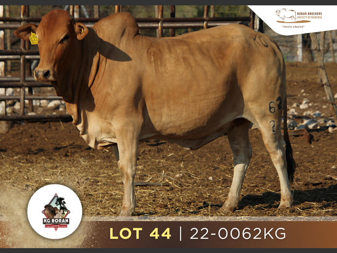 22-0062KG | GUNZEL BORAN