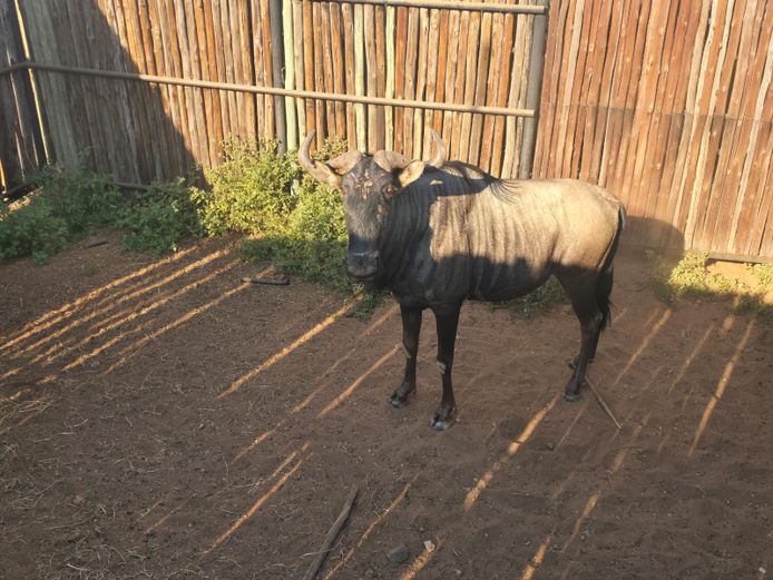 BLOUWILDEBEES | G.J FOURIE