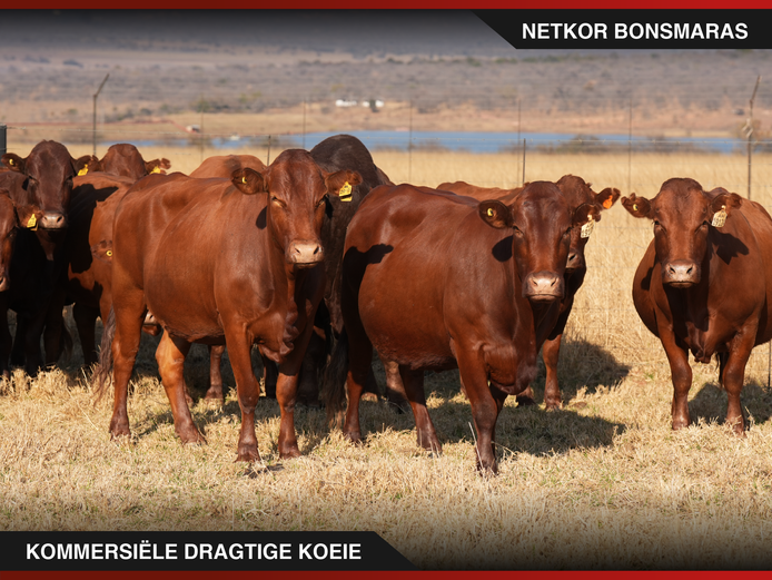 Commercial Animals | Netkor