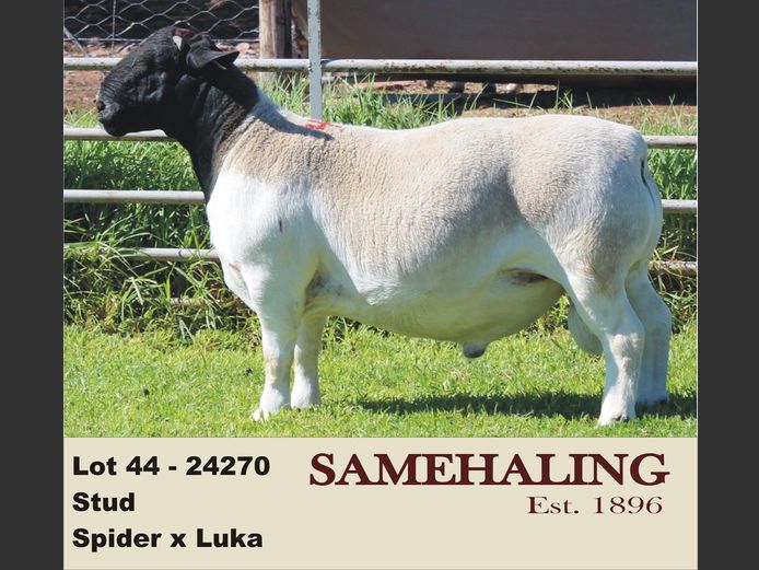 24270-330 | SAMEHALING DORPERS