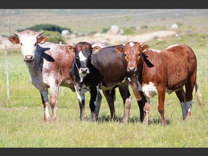 Commercial Animals