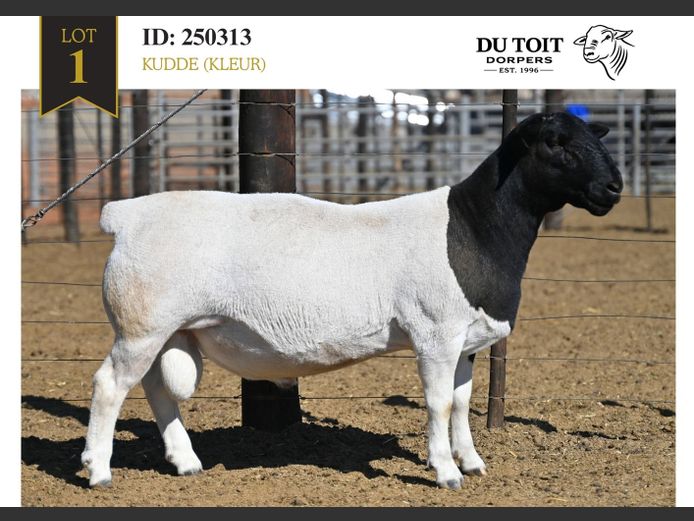 250313 | DU TOIT DORPERS