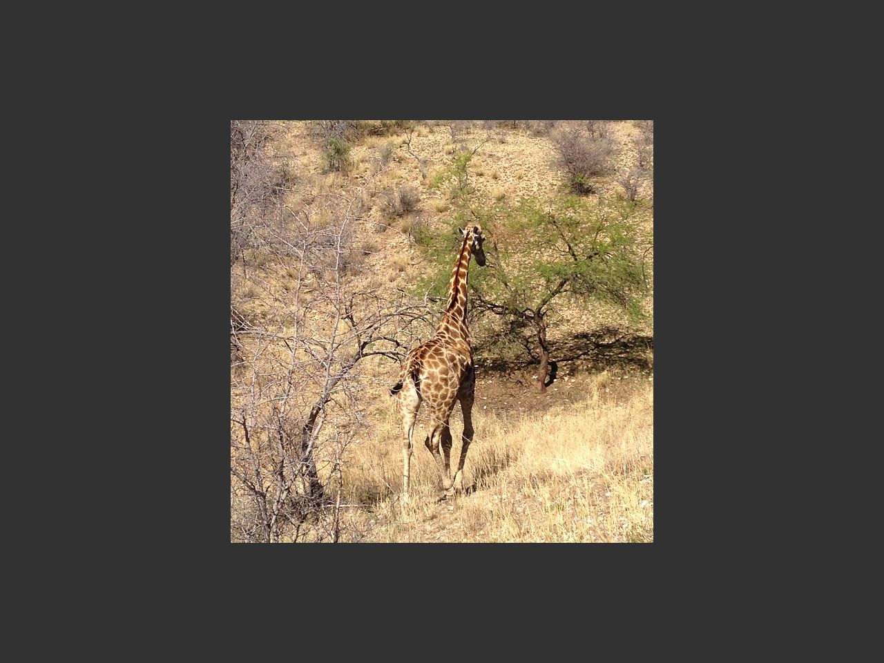 images
