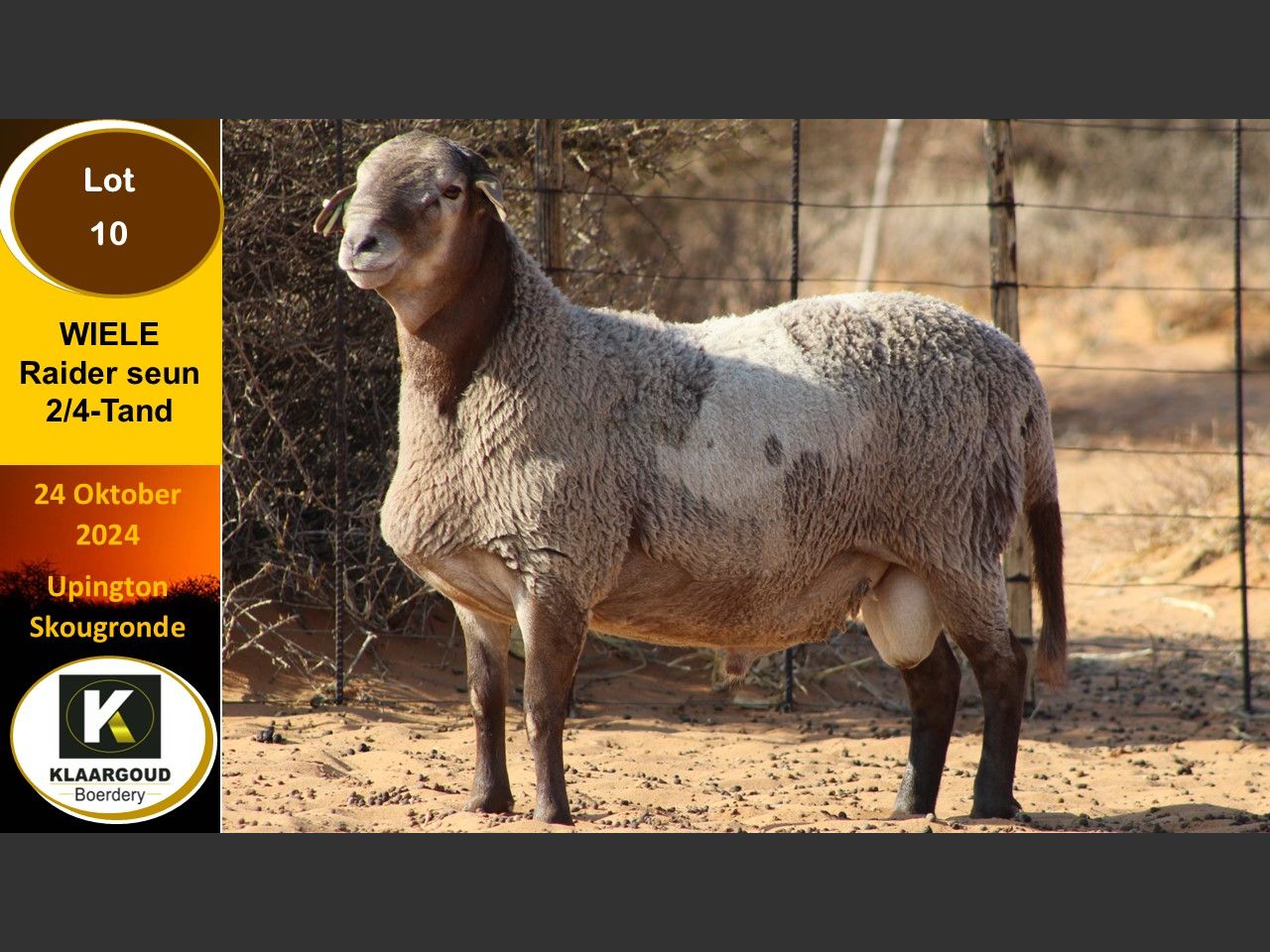 Lot 10 | KALAHARI KAROO MEATMASTER 35STE PRODUKSIEVEILING | SwiftVEE ...