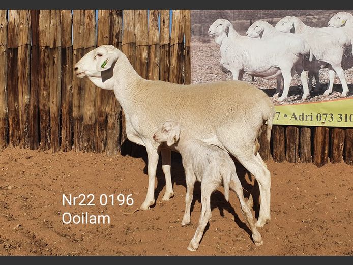 22-196 | Johan Stadler
