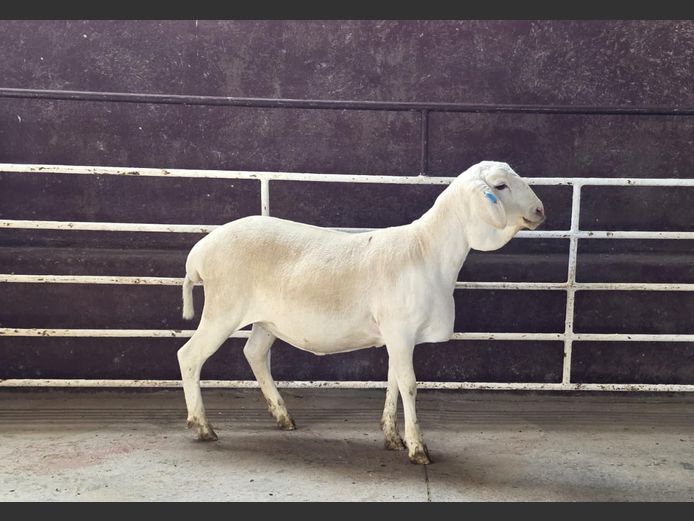 139 24 0559 | MNR. PR WIESE H/A BULBERG BDY