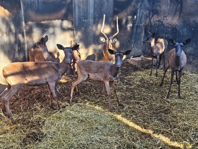 BLACK IMPALA | SAVANNAH (2)