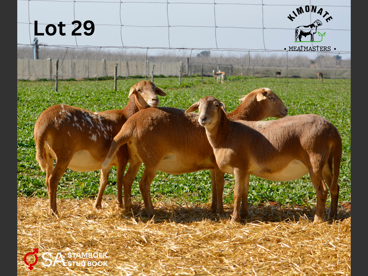 images