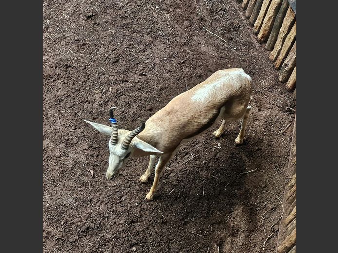 SPRINGBOK | DH CILLIERS
