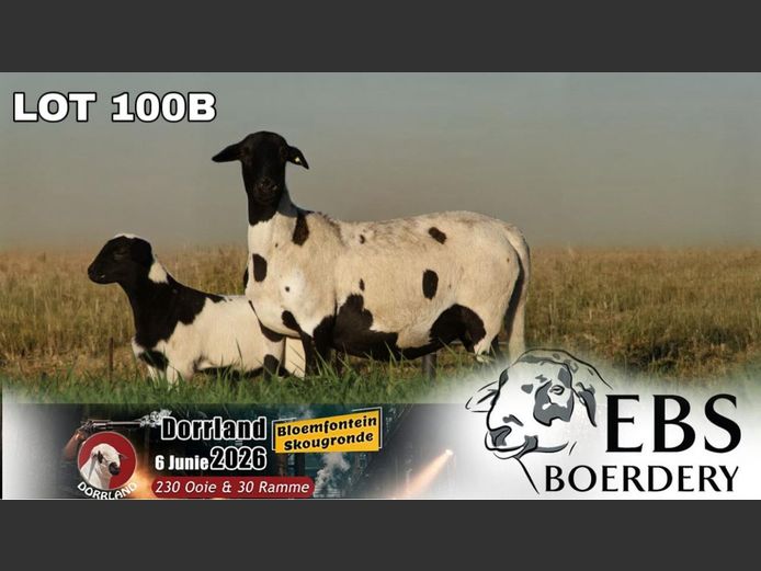 EBS 24 0081 | EBS Boerdery