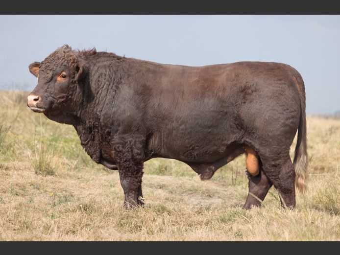 TZ 240084 | FAURZYL FARMING (PTY) LTD