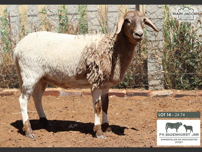 2474 | FH Badenhorst JNR