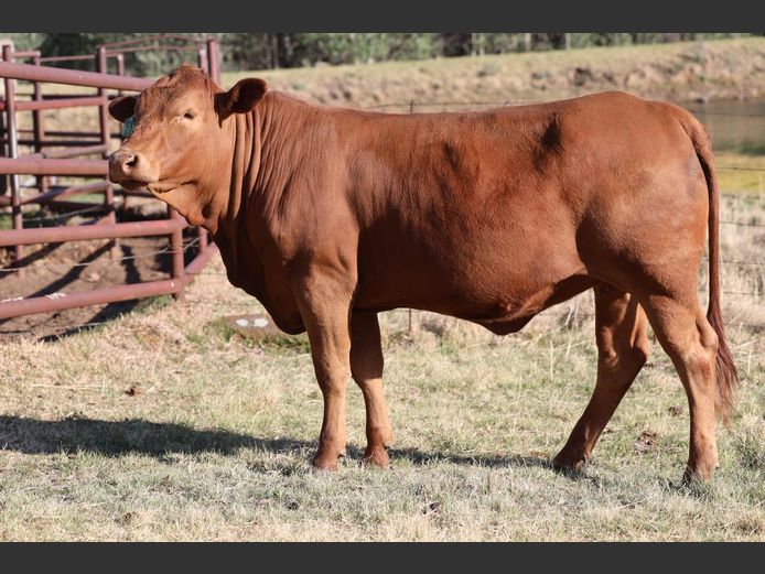 Lot 58 13DE GO WEST TULI VEILING SwiftVEE Livestock & Cattle