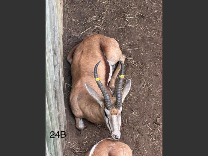 DAMARA SPRINGBOK | KEY GAME