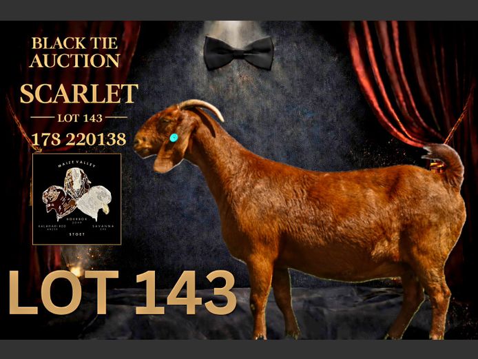 178220138 | Maize Valley Kalahari red stoet