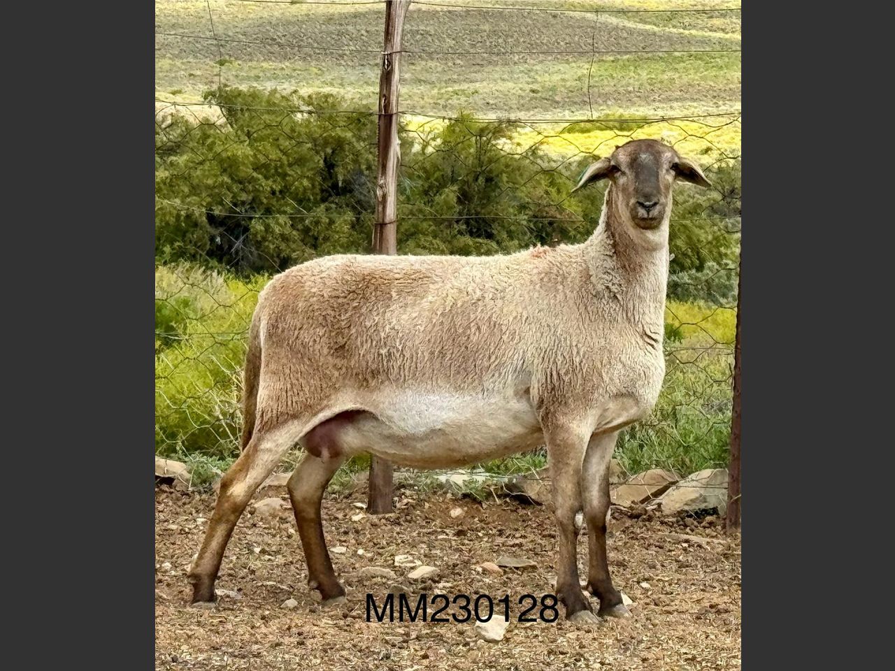 images