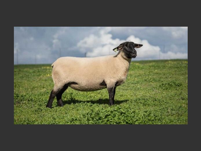 284230021 | OTTERKUIL BOERDERY