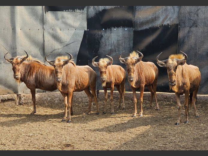 GOLDEN GNU | 3-SOUTH BDY