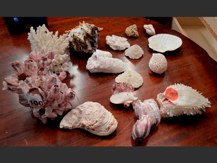 COLLECTION SEA SHELLS, BARNACLES & CORAL