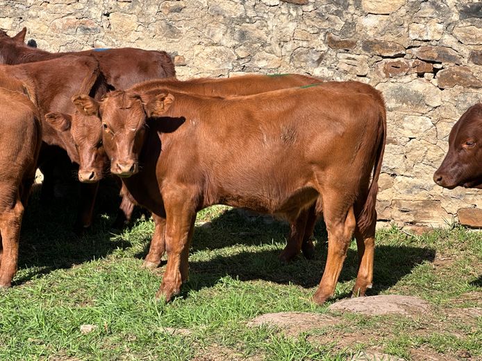 Weaners | P & J Le Roux