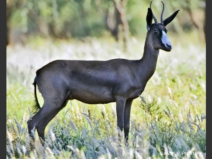 BLACK SPRINGBUCK | GOLDEN GAME WILDLIFE
