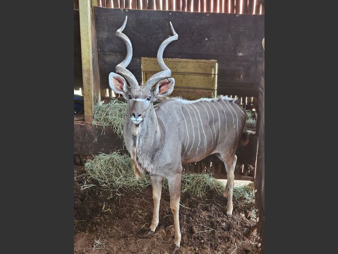 KOEDOE 51" | LEGENDS / ENTABENI