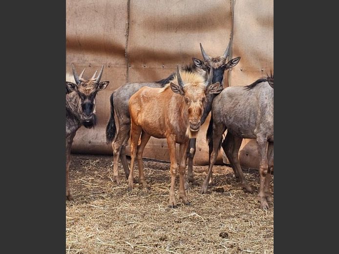 GOLDEN GNU | 3 x RHINO