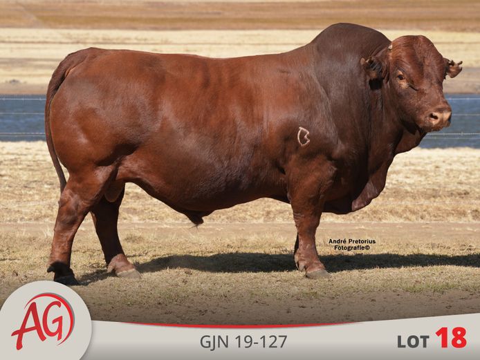 GJN190127 HH(c) | ARTHUR DE VILLIERS & SEUN