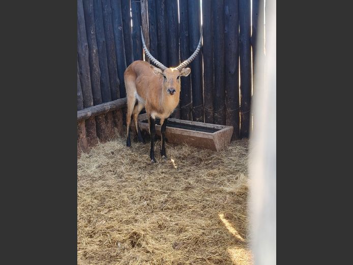 LECHWE
