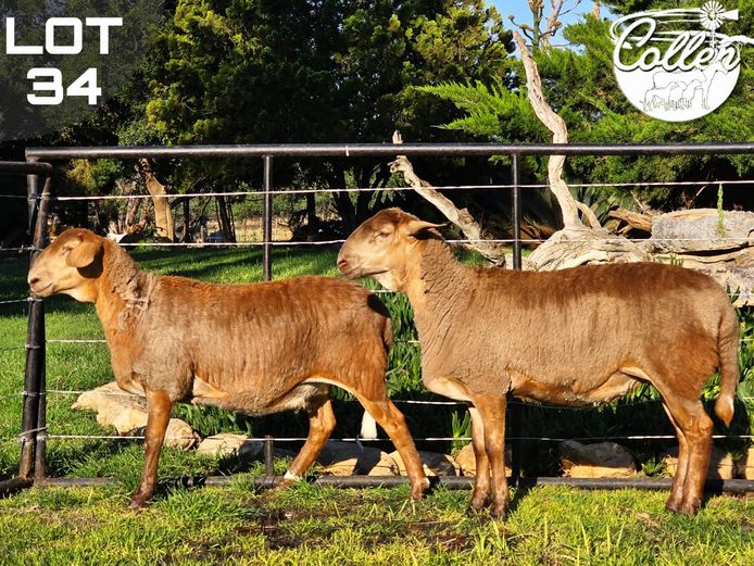 CCS250095 | Collen Boerdery