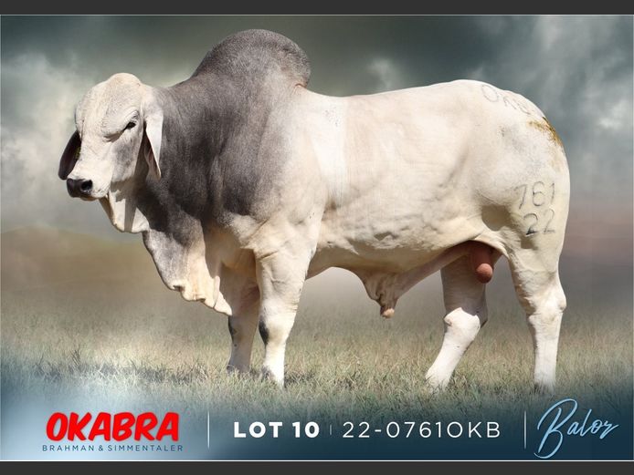 22-0761OKB | OKABRA BRAHMAN

