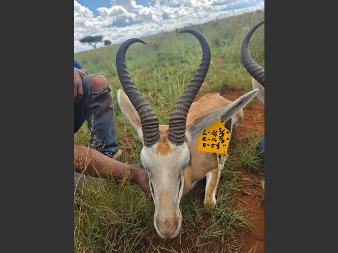 Kalahari Springbok Ram