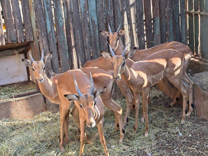 ROOIBOK | 3 SOUTH GROUP
