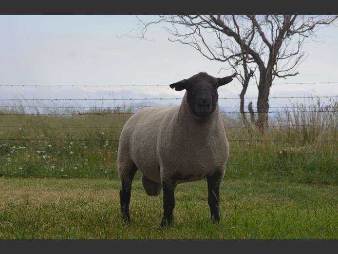 301 240134 | TWEESEUNS