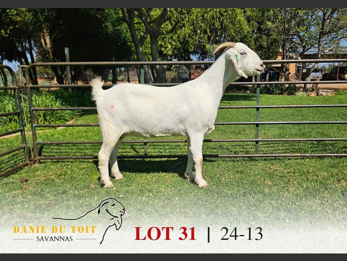 24-13 | Danie du Toit