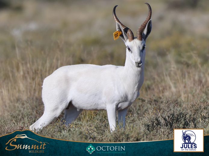15 3/8" WHITE SPRINGBOK RAM