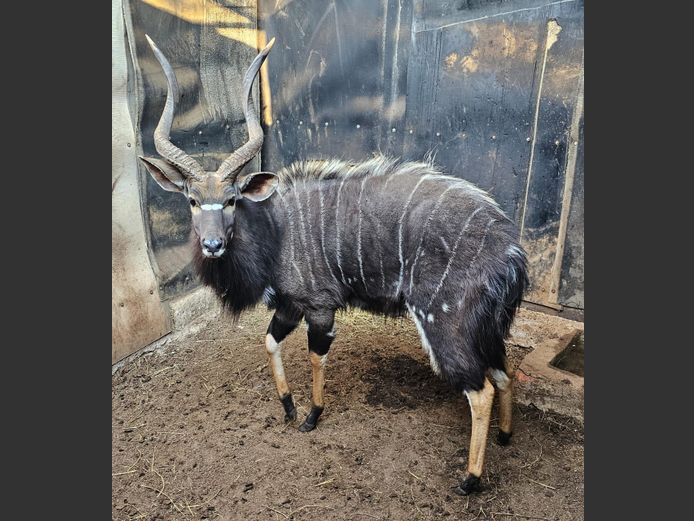 NYALA 28 1/2" (no vat) | BUFFELSPOORT