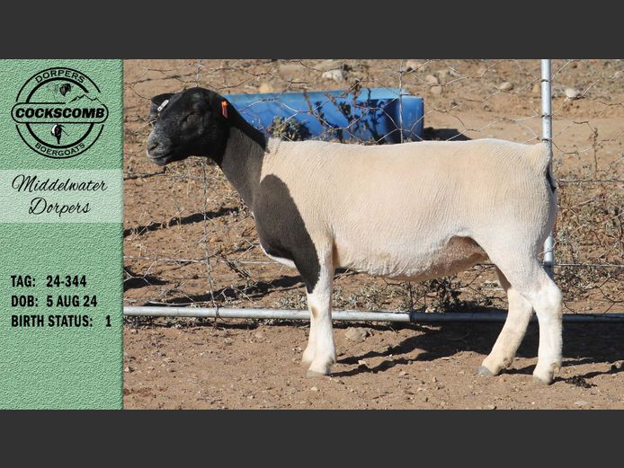 24-344 | Middelwater Dorpers