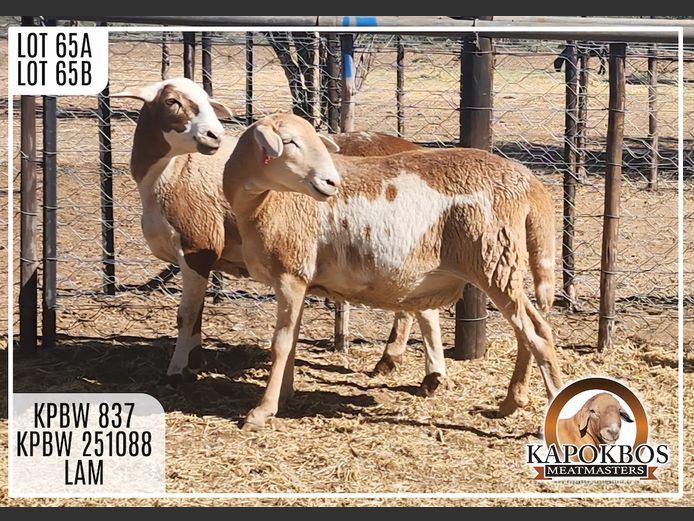 KPBW837 | Kapokbos Meatmasters