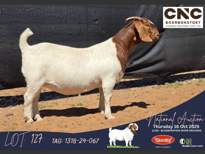 1318-24-067 | Connie Coetzee (CNC Boerbokstoet)